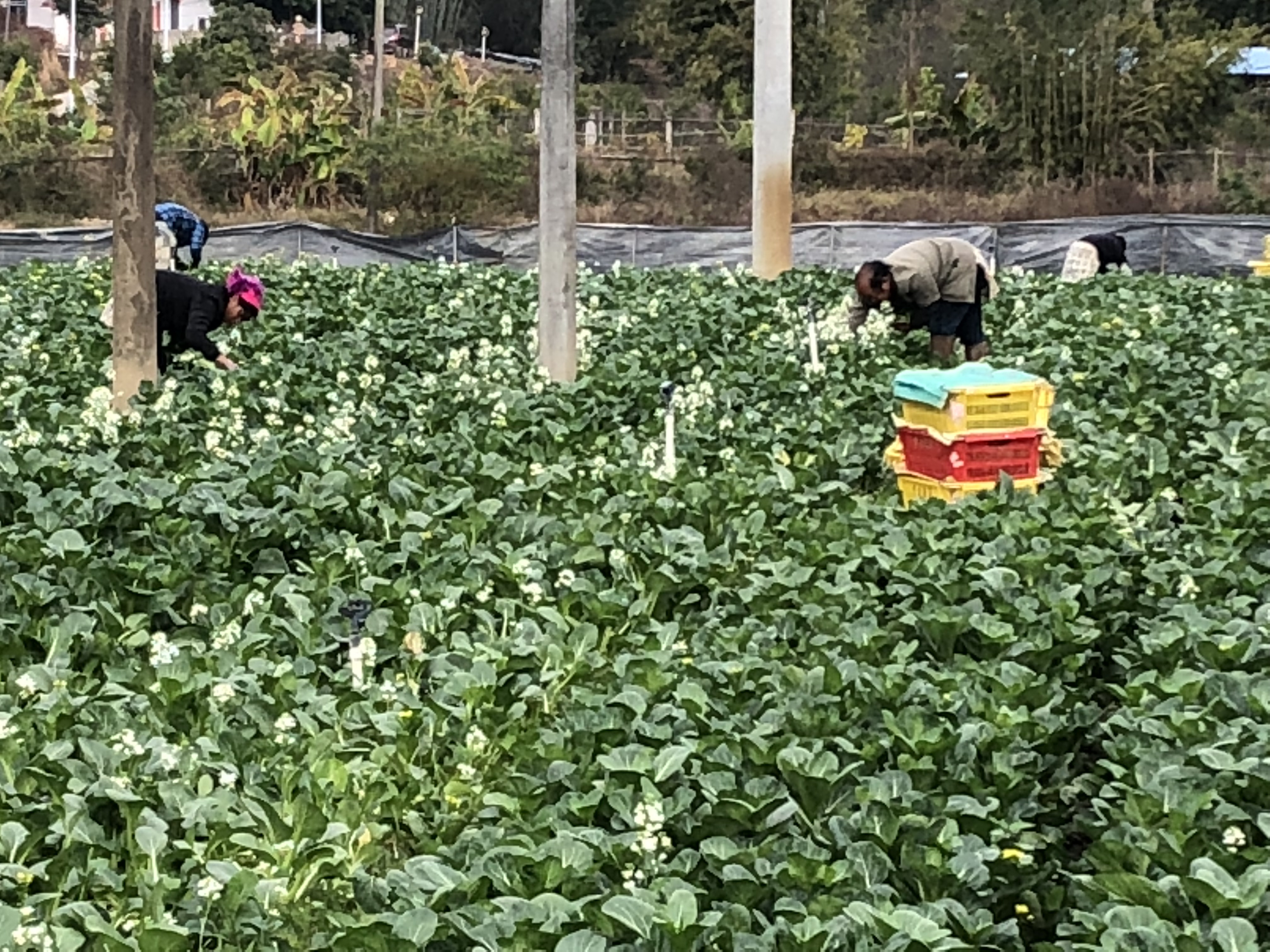 紫金县农业农村局指导企业加强蔬菜肉品等重要农产品生产,为防疫情、保供给、提信心奠定物质基础。 紫金县农业农村局指导企业加强蔬菜肉品等重要农产品生产,为防疫情、保供给、提信心奠定物质基础。