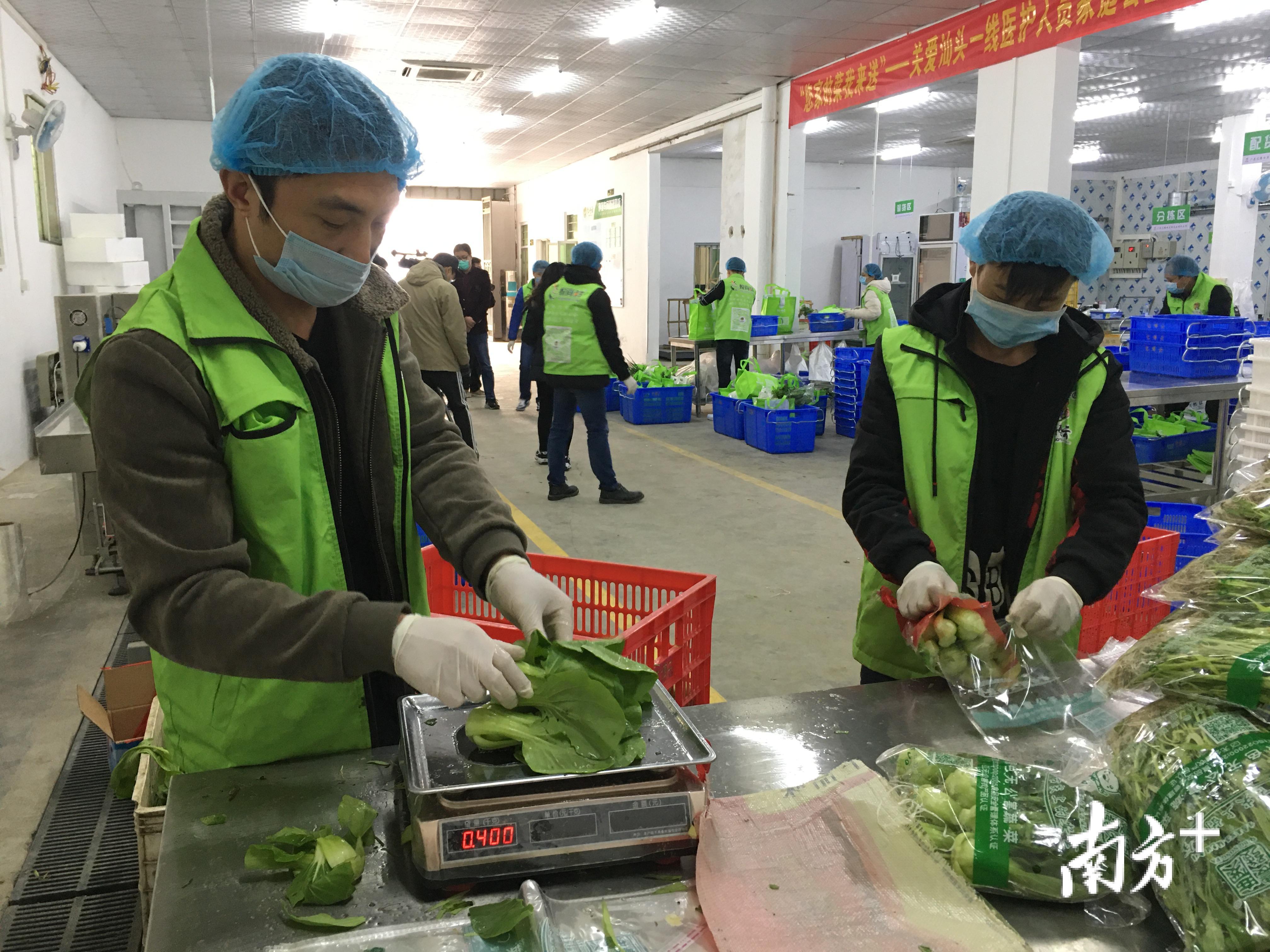 澄海农企全力投入蔬菜收购加工配送。受访者供图