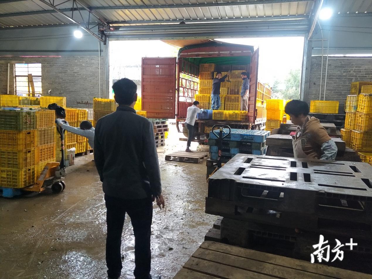 九龙镇沙糖桔陆续销出。 九龙镇沙糖桔陆续销出。