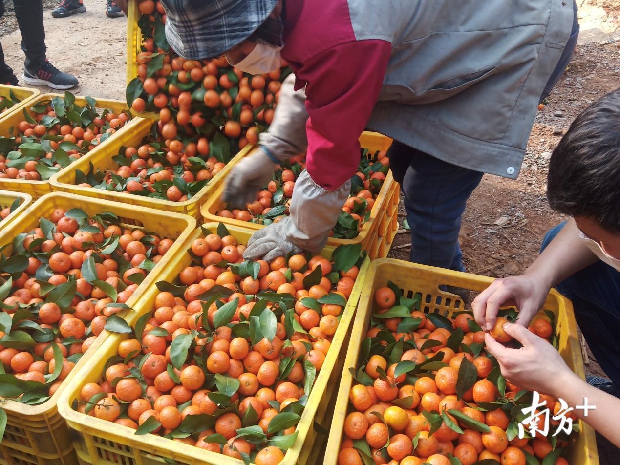 九龙镇沙糖桔陆续销出。 九龙镇沙糖桔陆续销出。
