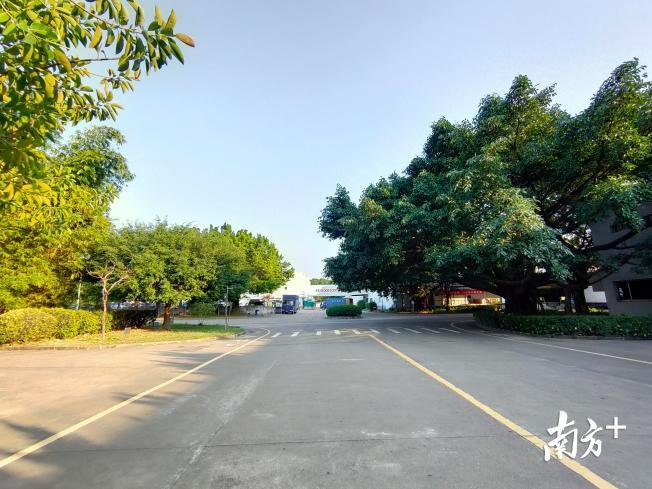 园区的道路十分宽敞，绿化覆盖率高。