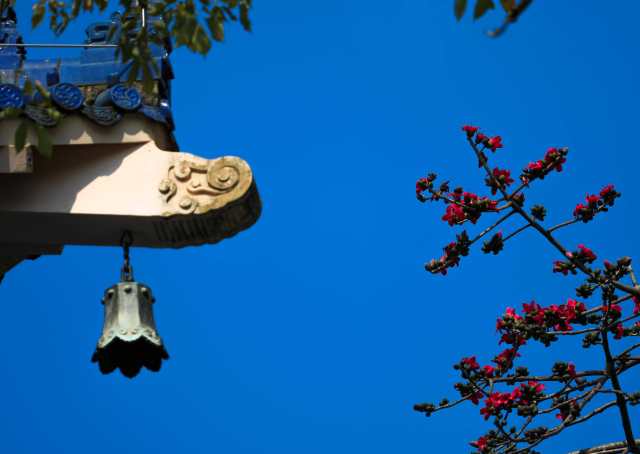 木棉花和暖春的蓝天格外相配。