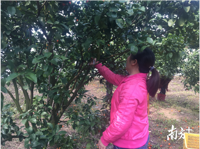 谭阿姨在修剪自家柑橘枝叶。