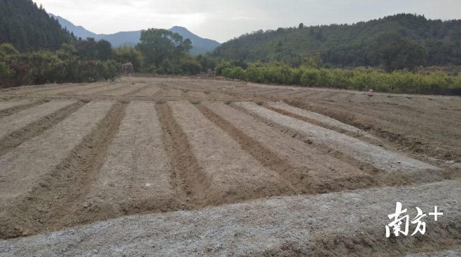 地膜花生翻土。