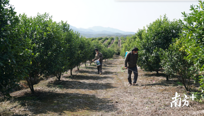 重阳村民趁着春光，在打理自家果园。陈励 摄