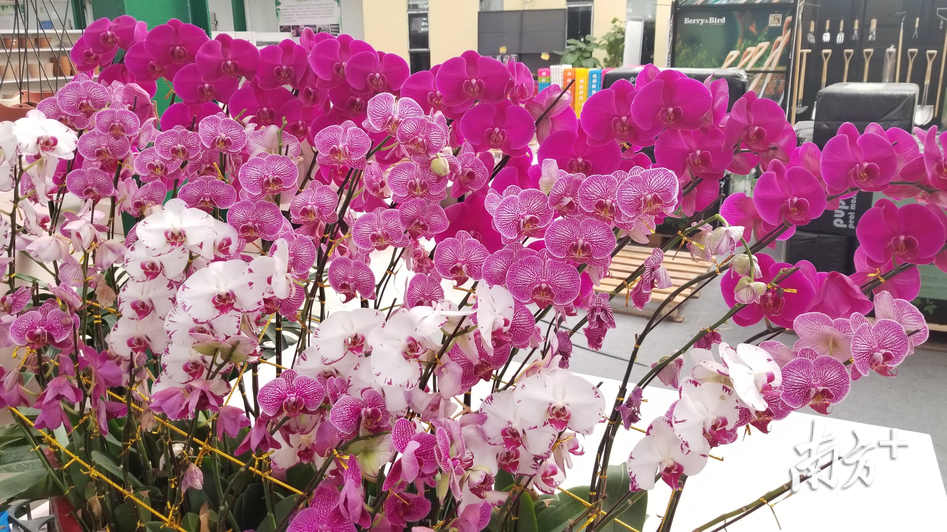 公司内部摆满了各式各样的蝴蝶兰等花卉。羊建溶摄