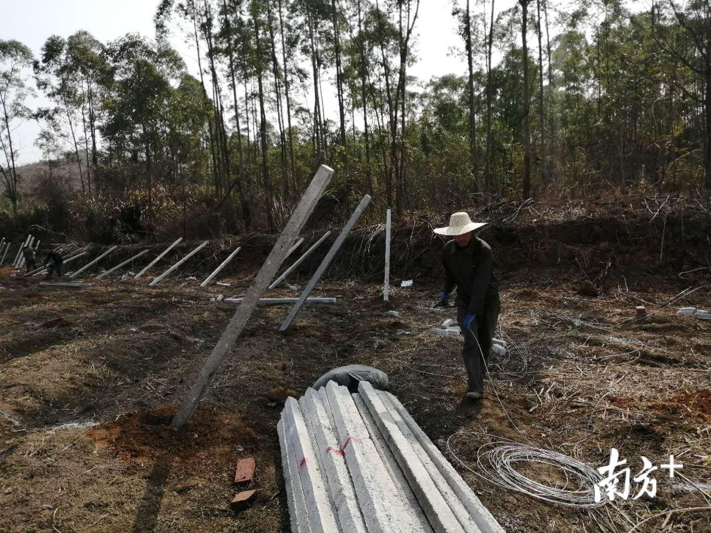 位于重阳镇的百香果现代农业产业园正在加紧搭建棚架。刘旭 摄