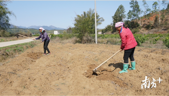 村民在田地里犁地松土。陈励 摄