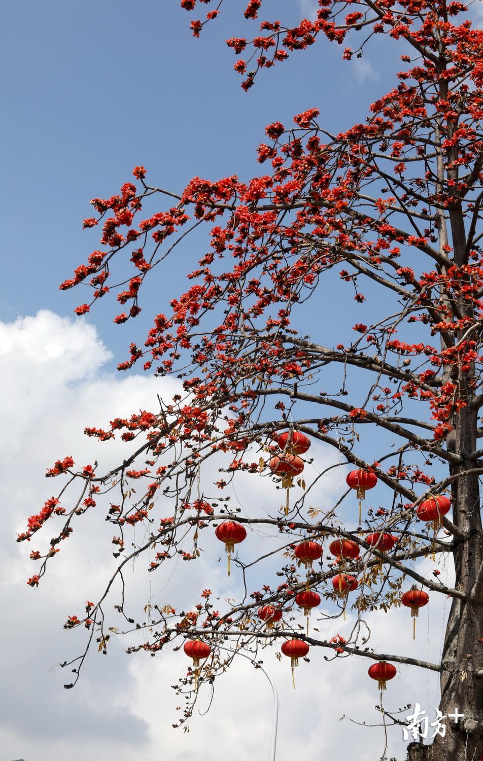 灿烂阳光下,桂花路上的木棉花绚丽绽放,与灯笼争奇斗艳