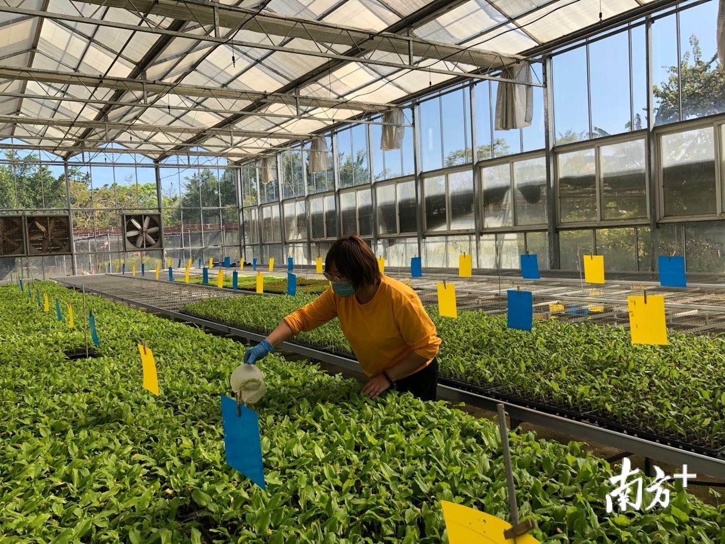 丹樱生态园的种植基地，工人正在浇花。余丹 摄