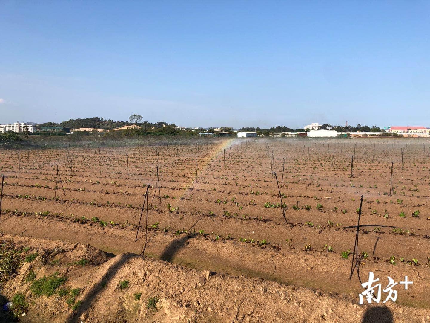 一抹彩虹出现在田地上。余丹 摄