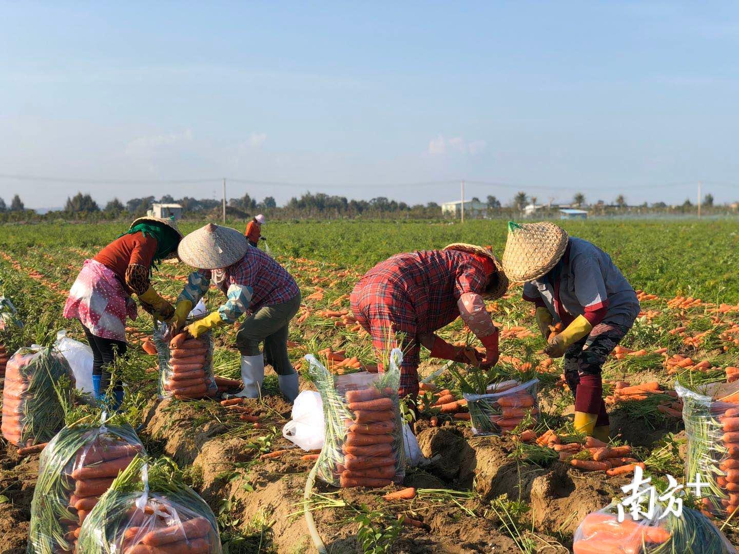 农民在田间地头采摘胡萝卜。余丹 摄