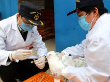 5万只乳鸽顺利出口！梅州海关支持企业复工复产，确保出口“零障碍”