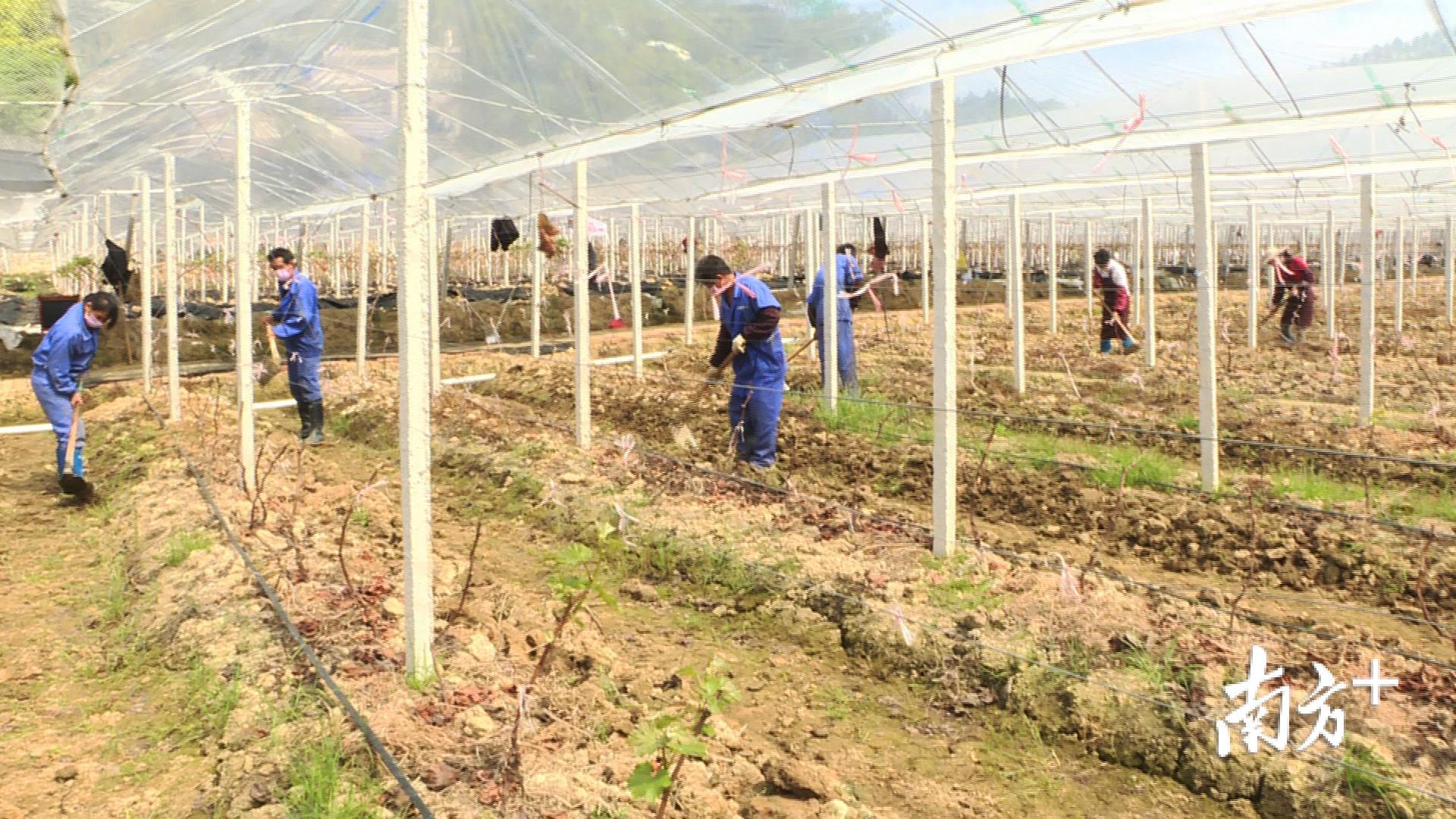 绿油农业源东美丽乡村产业体验园内工人挥锄除草，以便葡萄幼苗更好生长。