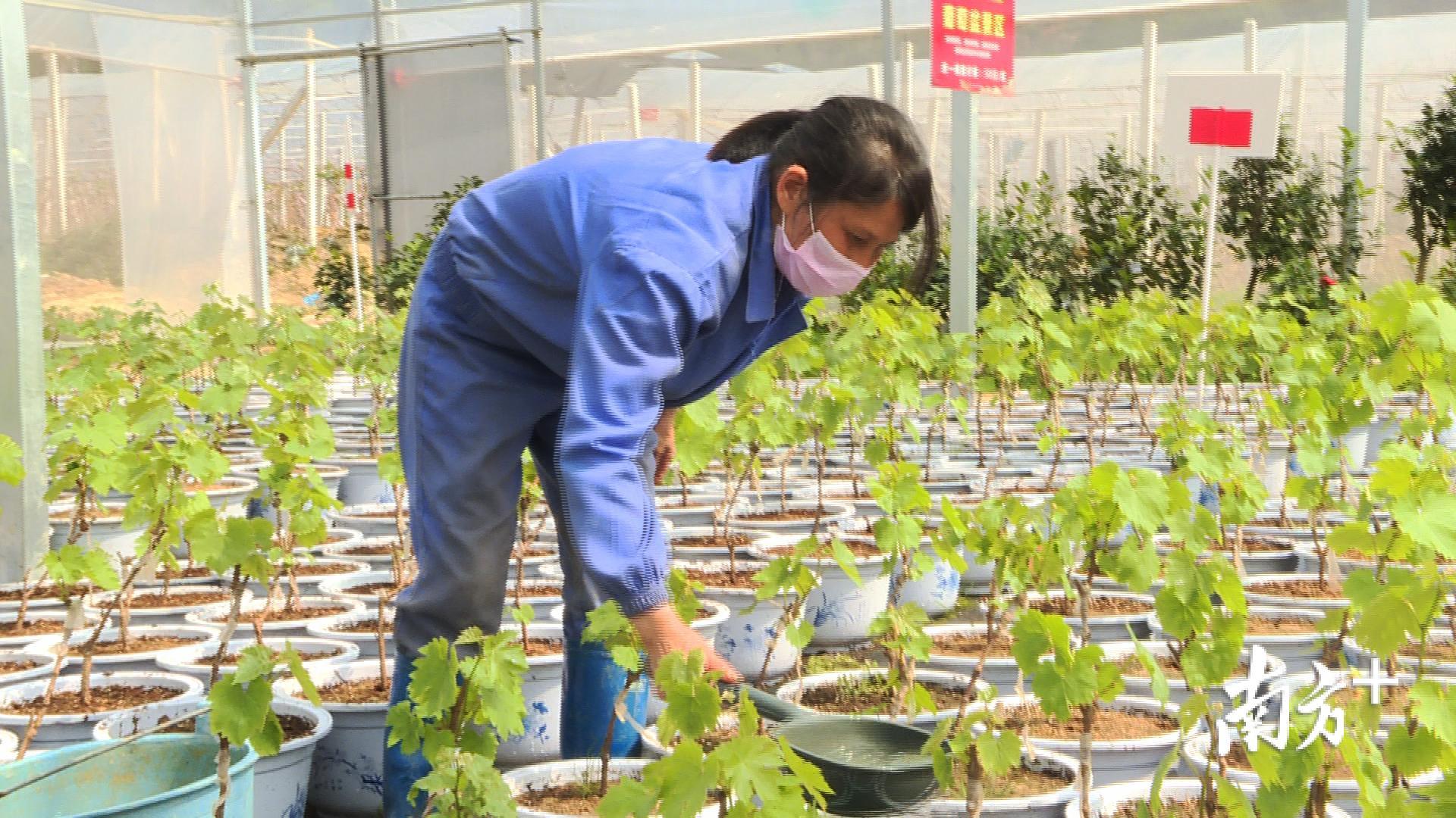 绿油农业源东美丽乡村产业体验园内工人在为葡萄幼苗浇水。