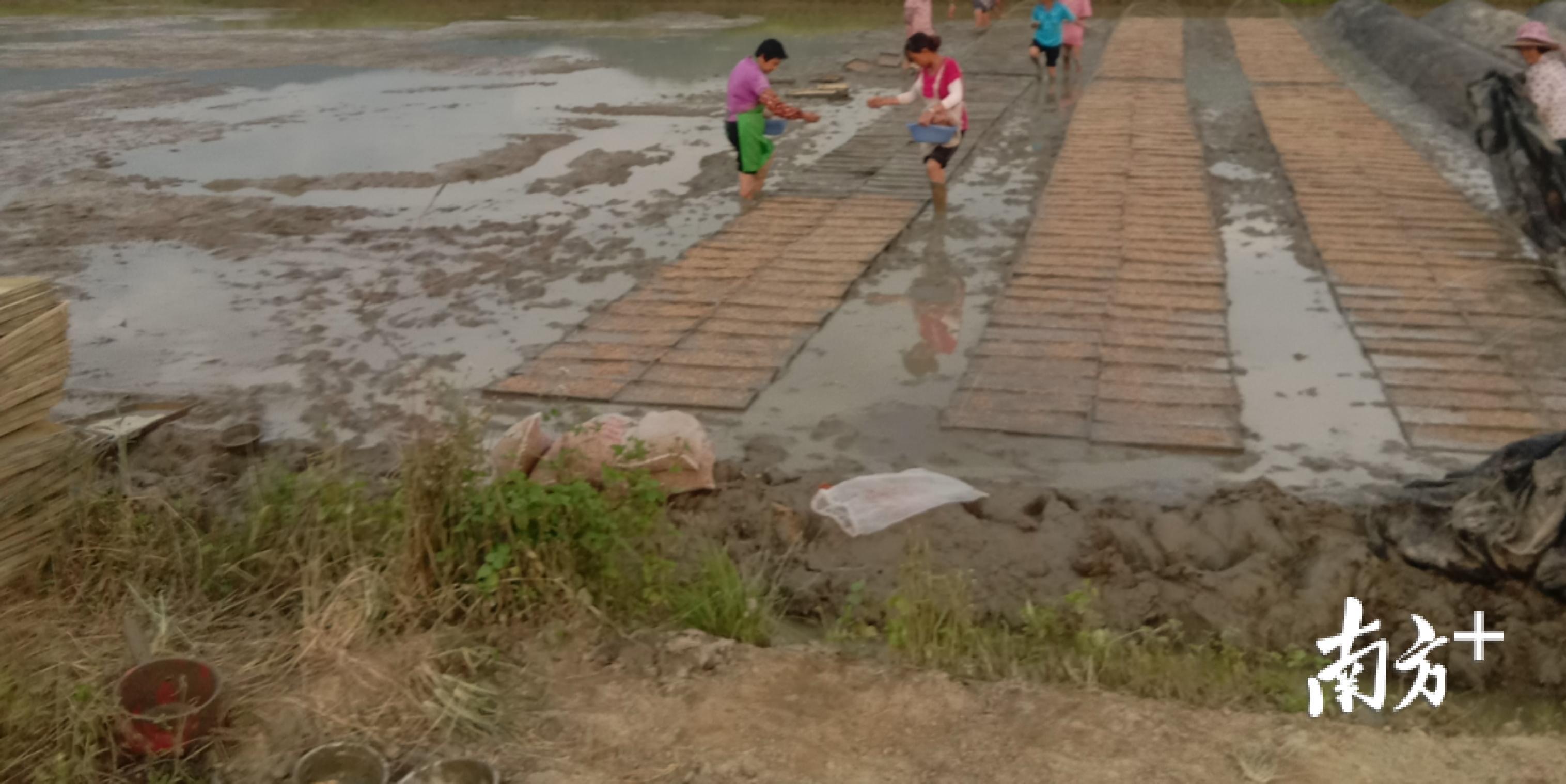 龙川县稻丰源农资有限公员工在田间培育秧苗。