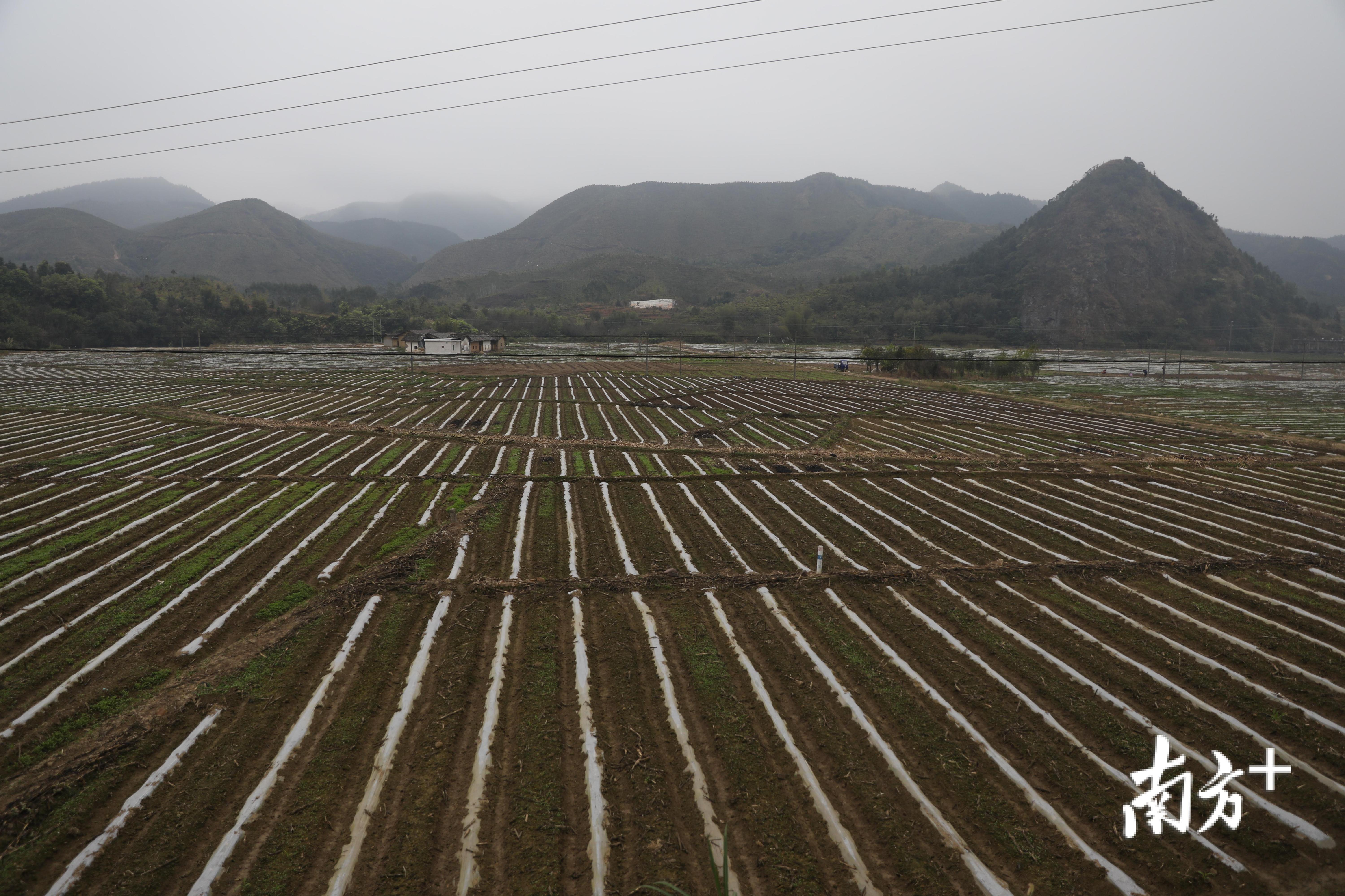 连平溪山镇丰盘村地里塑料薄膜下埋着刚刚种下的200多亩甘蔗，孕育着蔗农丰收的希望。