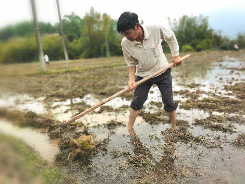 图为内洞村的村民在平整农田。