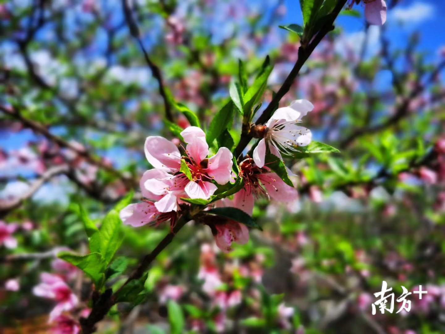 图片提供：樱花峪