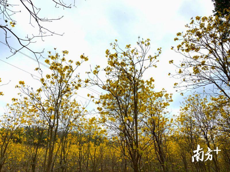 近日黄花风铃木盛放。罗予佳 摄