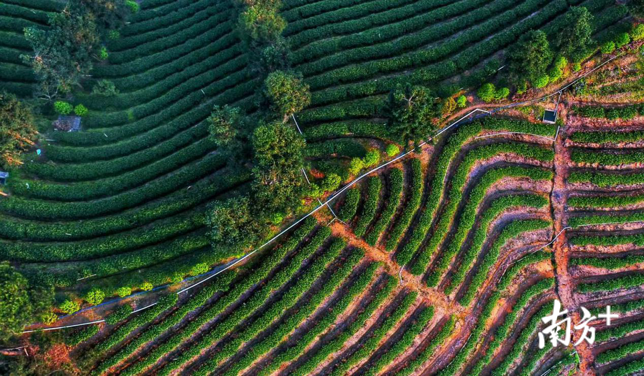 仁化县红山镇茶园。