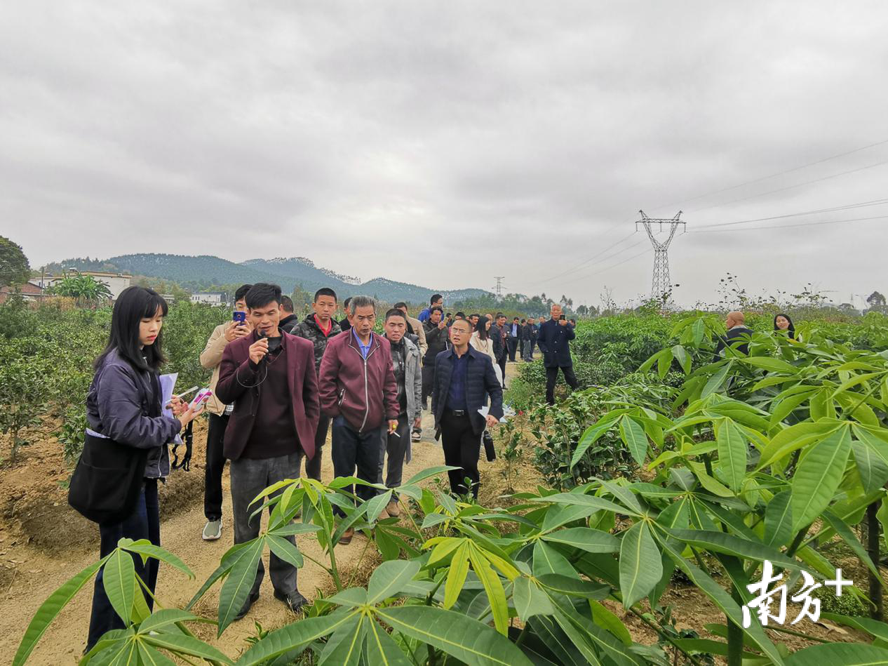 仁化县组织客商到林下经济基地参观，推动林下产品销售。