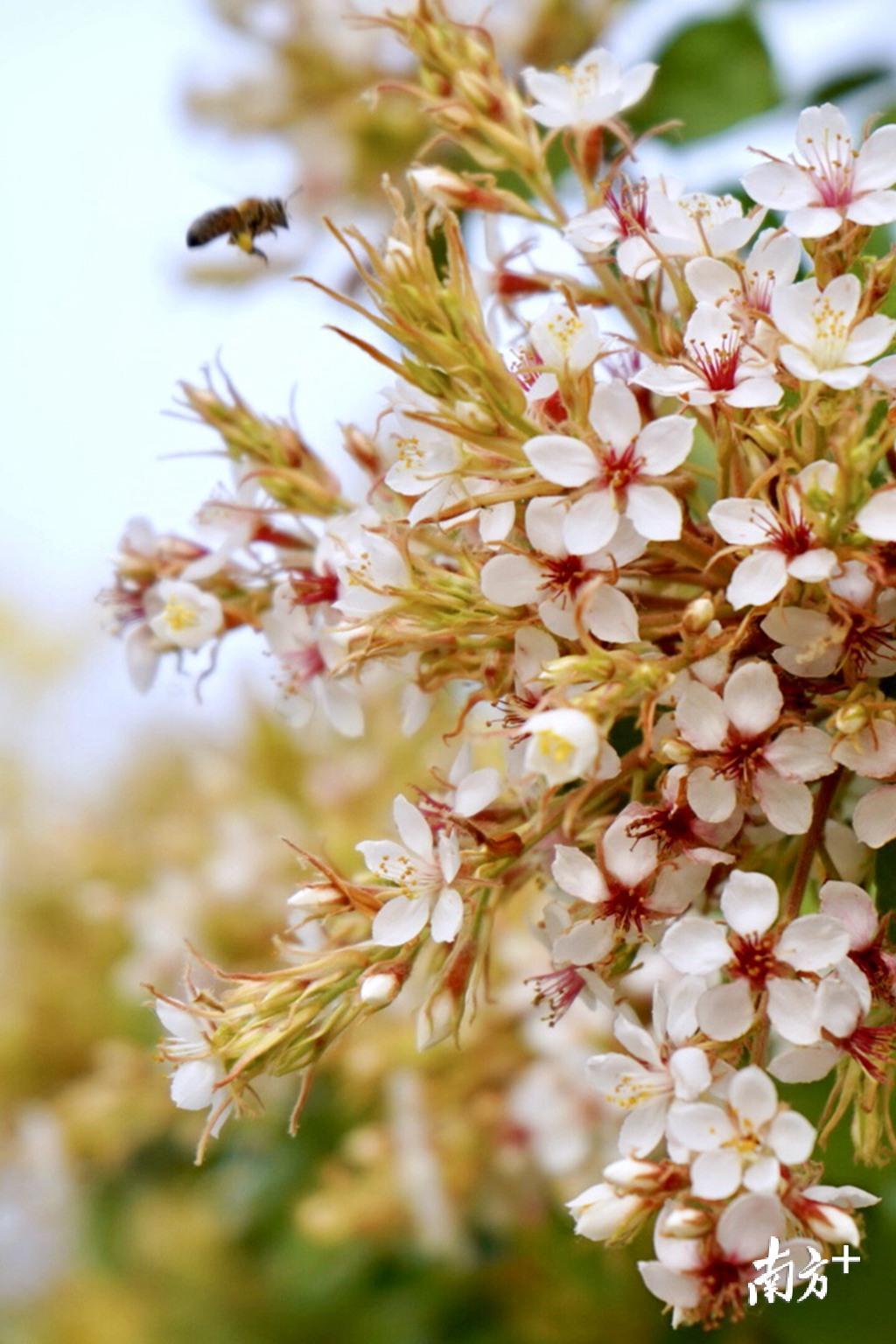 挂满枝头的石斑木引来成群蜜蜂采蜜。 挂满枝头的石斑木引来成群蜜蜂采蜜。