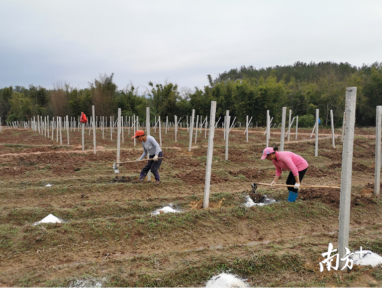 村民正在百香果种植基地进行施肥作业。