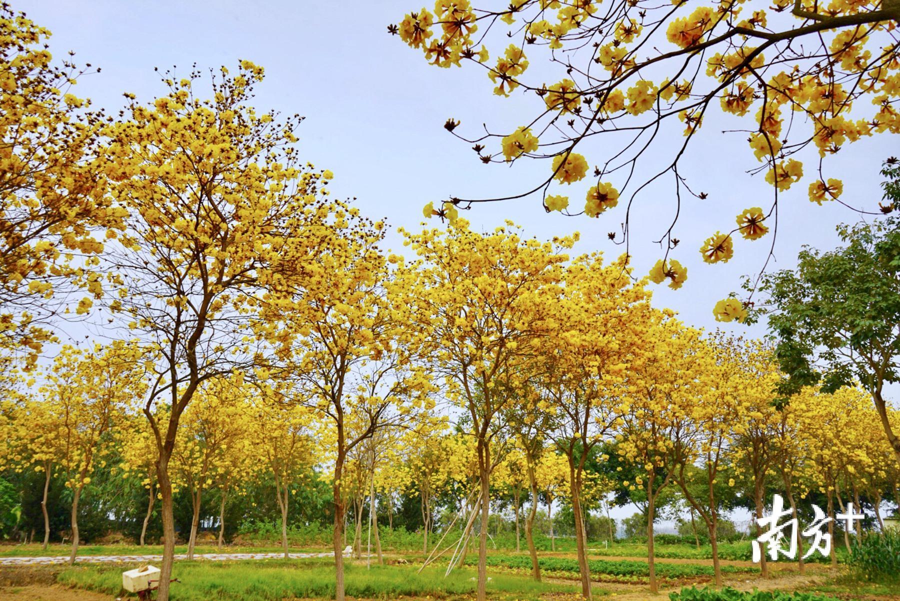 在澄海雅逸合作社,近30亩黄花风铃木绽放迎客。 在澄海雅逸合作社,近30亩黄花风铃木绽放迎客。