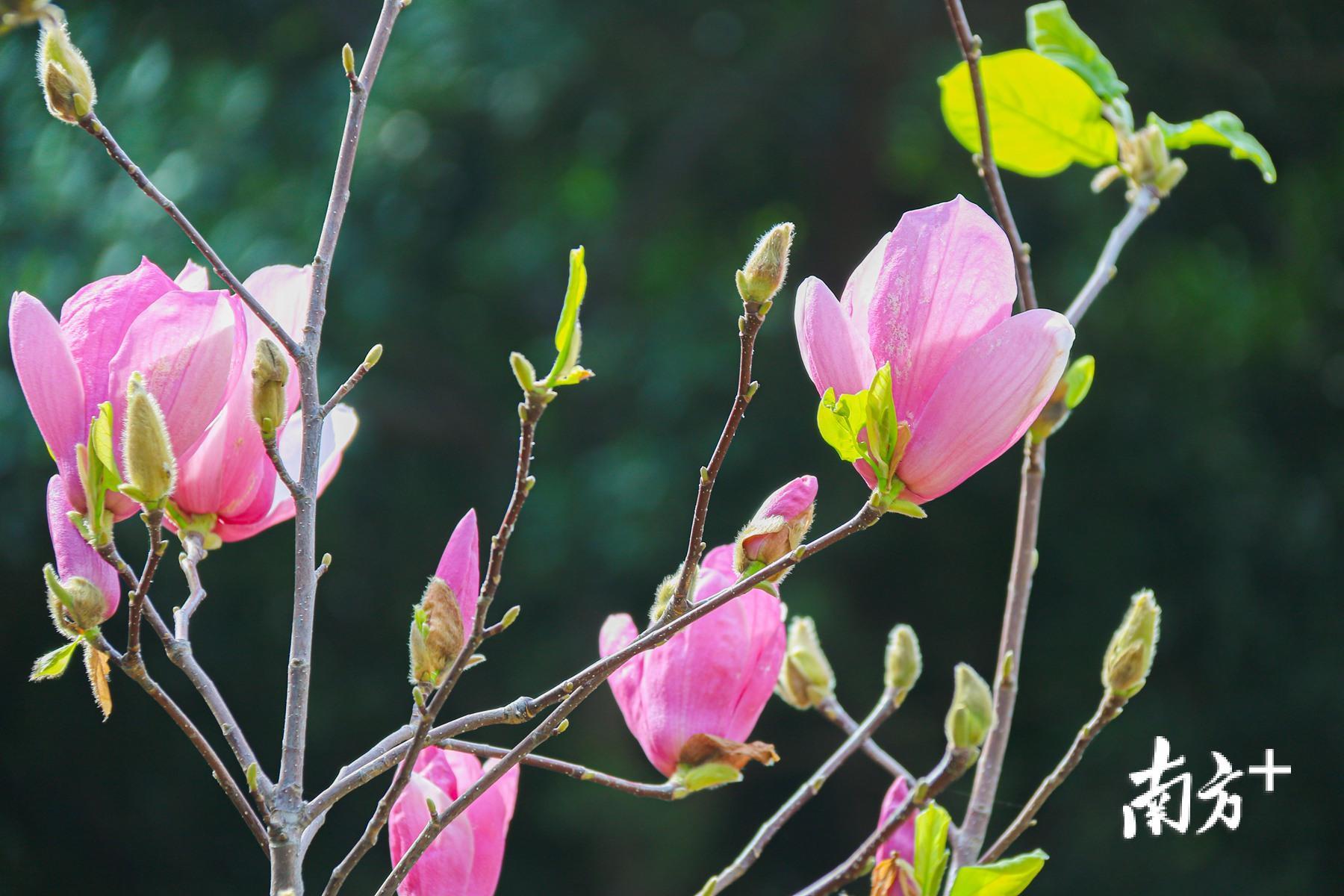 春意盎然,初绽的紫玉兰繁茂枝头。 春意盎然,初绽的紫玉兰繁茂枝头。