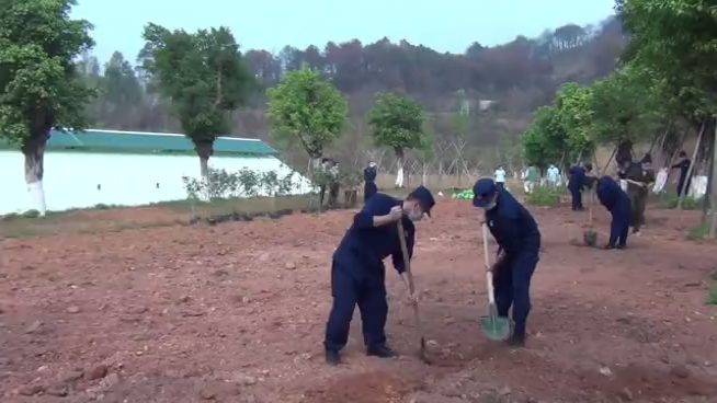 「消防员」佛山森林火灾后，消防员重返火场种新苗