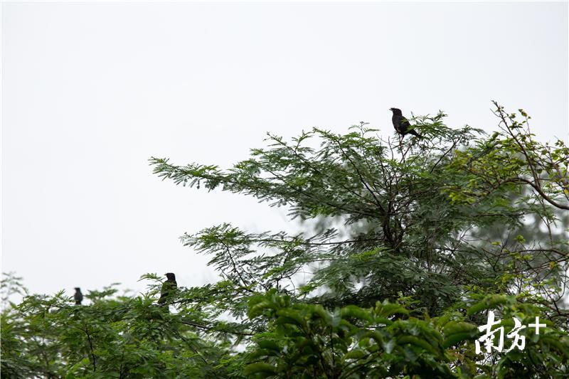 白沙互通打造“小鸟天堂”。