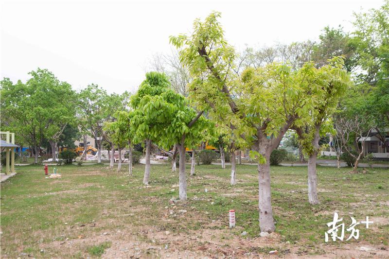 在白沙综合养护基地，一棵棵从高速路旁移植而来的原生大树长势良好。