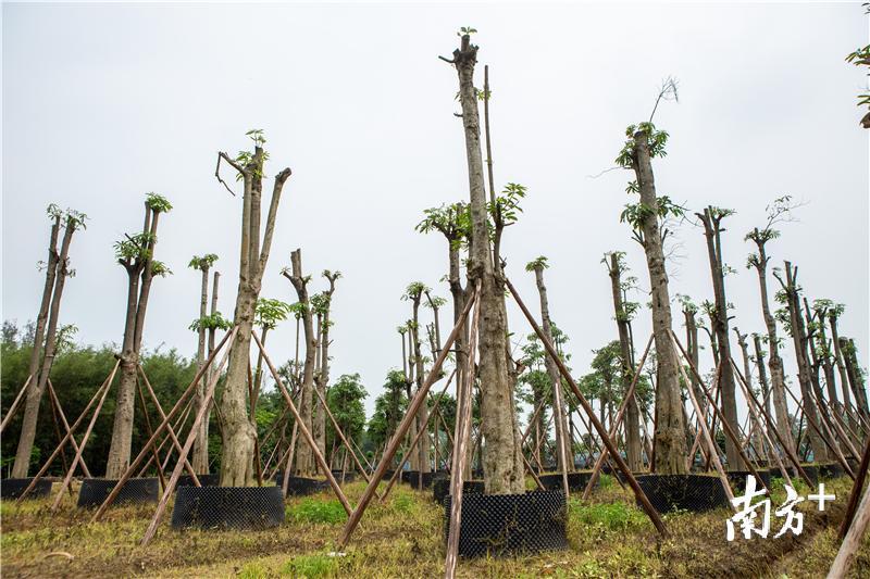 做好移植工作，确保原木存活率。