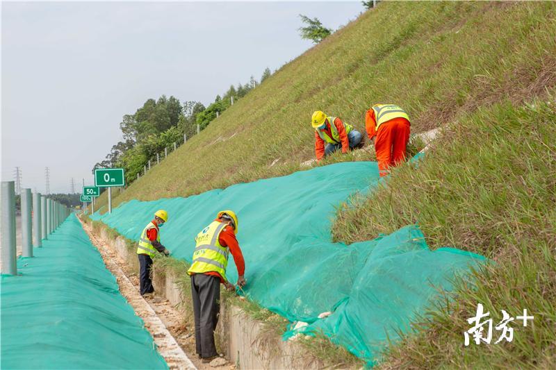 工人们正忙着给高边坡、路肩的草芽盖上“遮阳伞”。