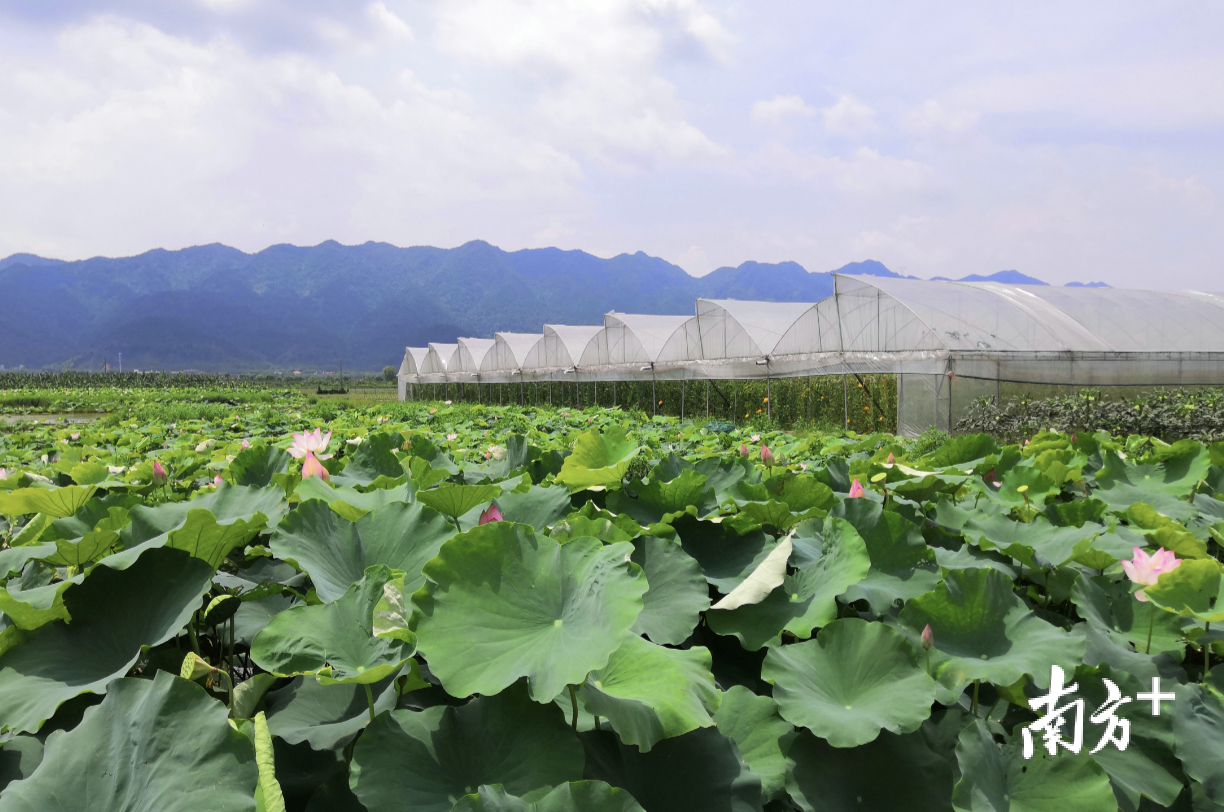 佛山市三水区南嘉洲农业生产基地。