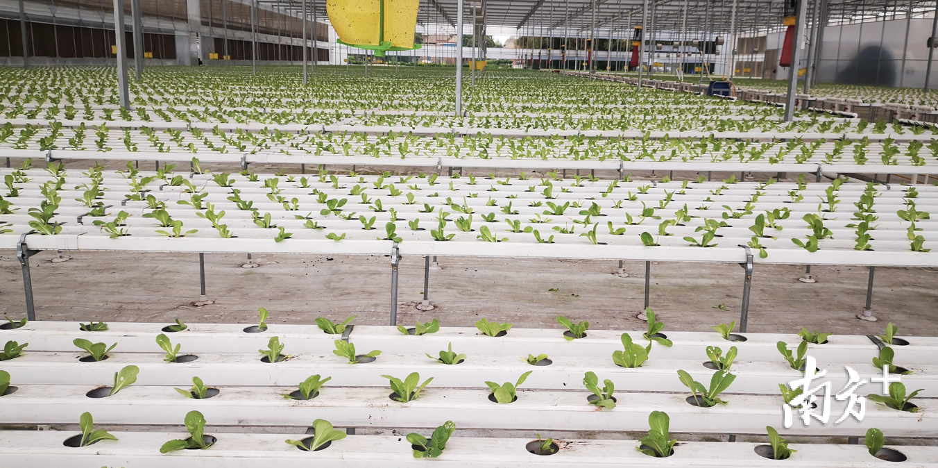 康喜莱合作社的蔬菜种植温室大棚。