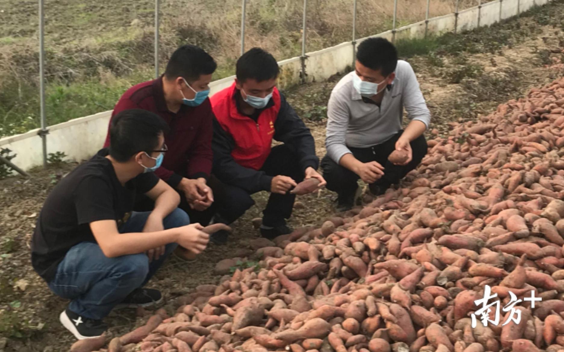 在怀集县连麦镇莲社村扶贫基地，今年过年期间还推积如山的6万多斤番薯目前已经销售一空。