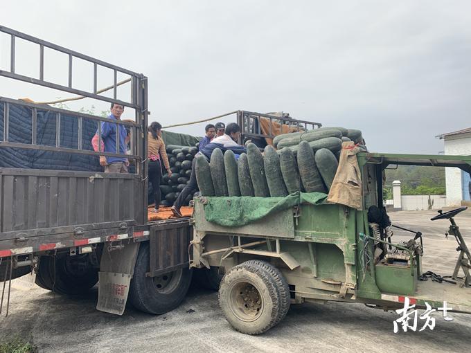 村民把冬瓜帮运上货车。陈咏怀摄