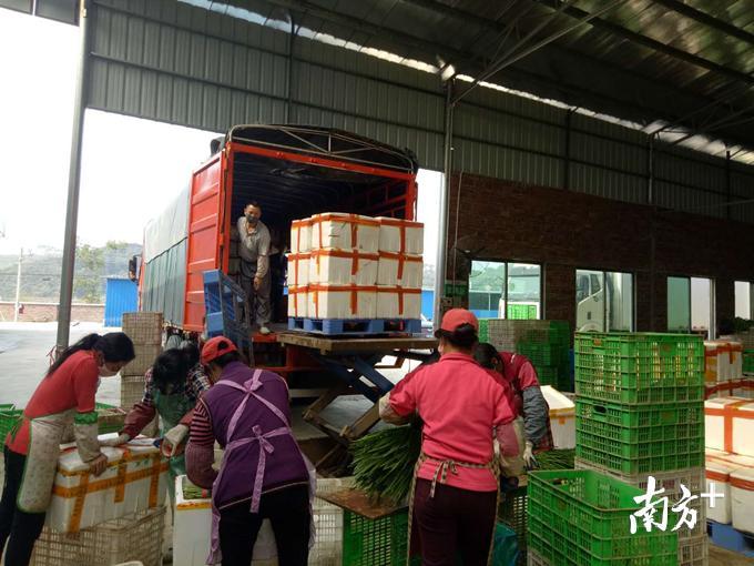 村民帮运韭菜。陈咏怀摄