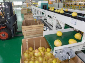 梅县区:小柚子成了农民致富奔小康的“金柚子”