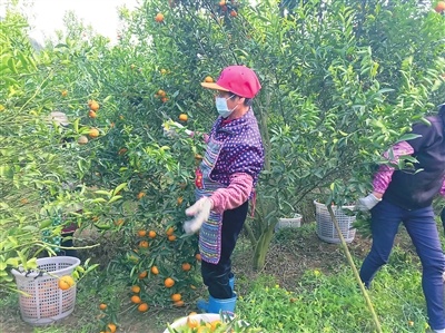 大往村村民在采摘柑橘。（资料图片）