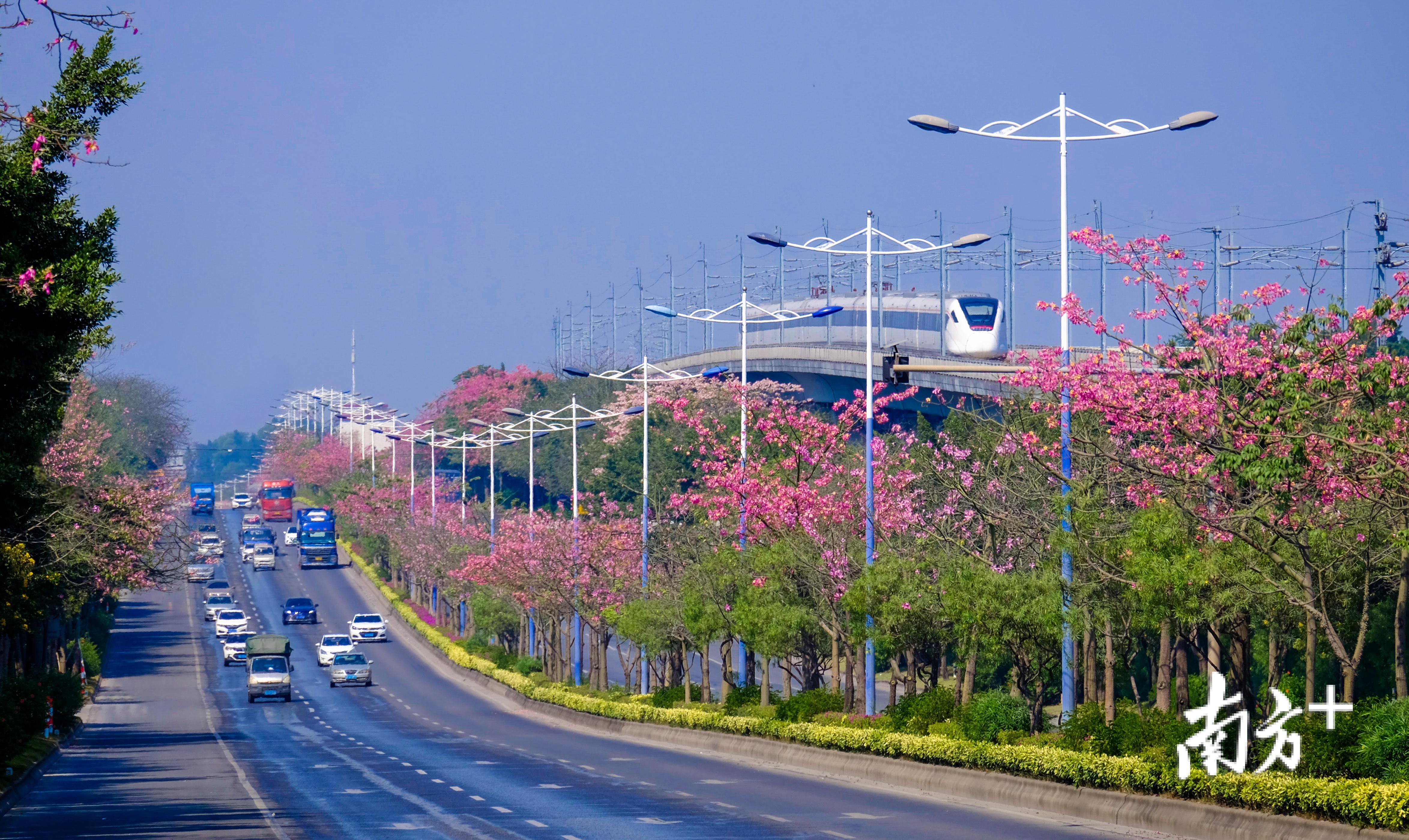 在三水,广佛肇轻轨在一片繁花中行驶,如一列“开往春天的列车”。李东 摄 在三水,广佛肇轻轨在一片繁花中行驶,如一列“开往春天的列车”。李东 摄
