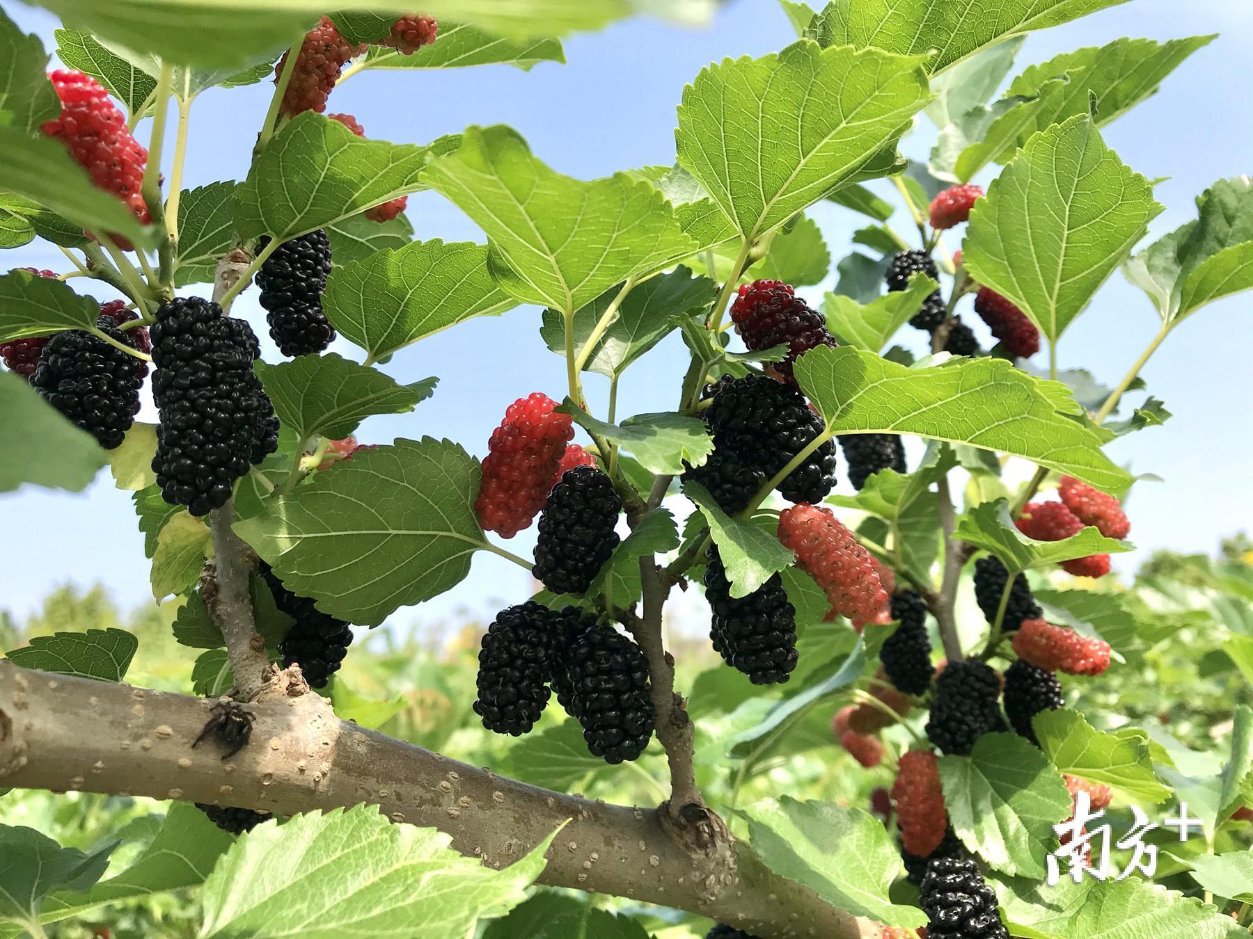 汕头想方设法拓宽农产品的销售渠道。 汕头想方设法拓宽农产品的销售渠道。