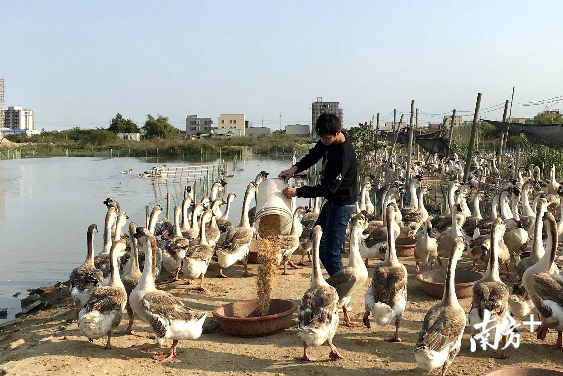 经营养鹅场后,小谢的收入比之前增加了一倍。 经营养鹅场后,小谢的收入比之前增加了一倍。
