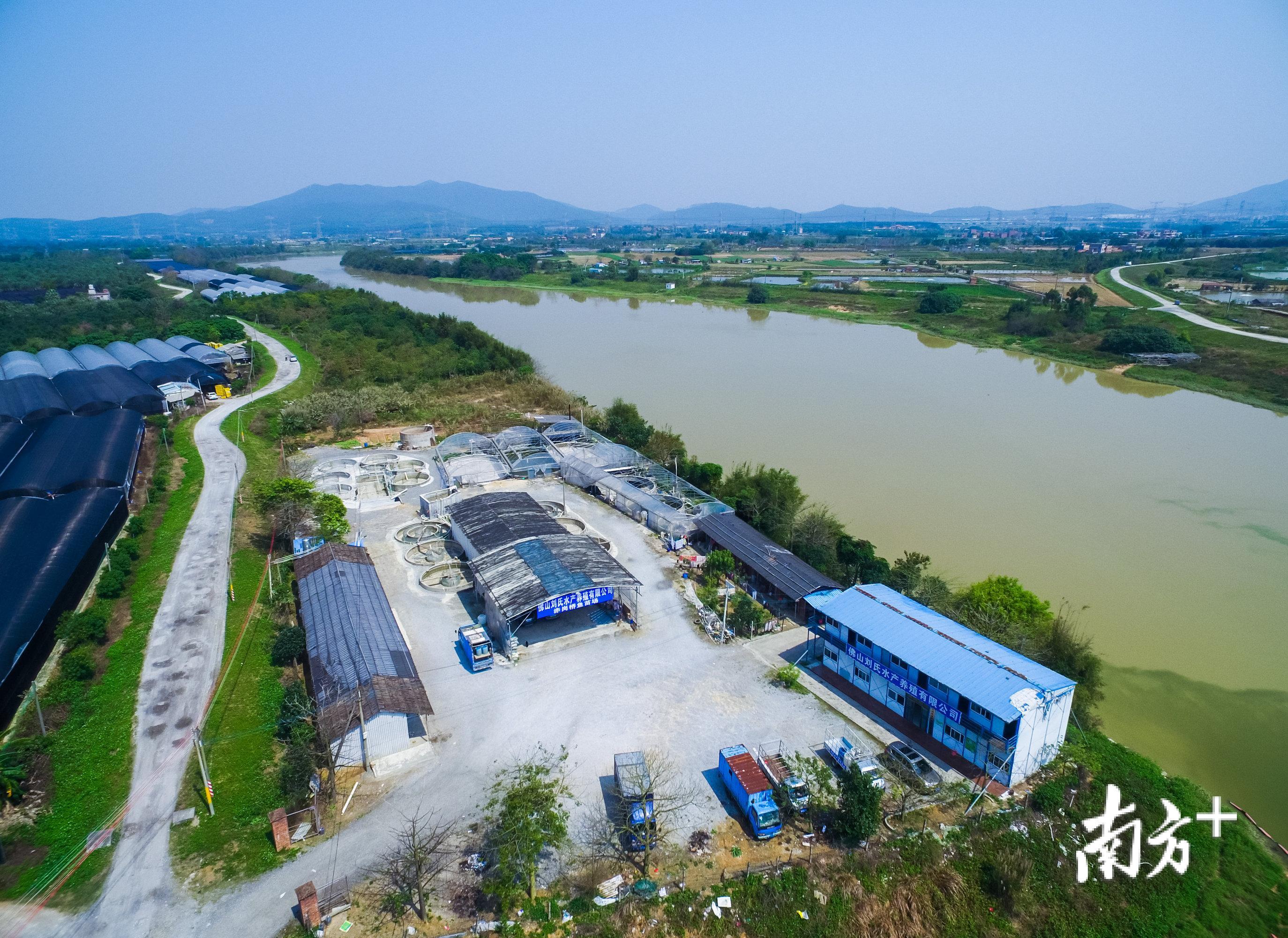 在芦苞涌边的佛山刘氏水产养殖有限公司赤岗桥育苗场已经复工。李东 摄 在芦苞涌边的佛山刘氏水产养殖有限公司赤岗桥育苗场已经复工。李东 摄