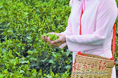 八百秀才计划今年推出茶叶新品种,丰富产品类型。 八百秀才计划今年推出茶叶新品种,丰富产品类型。