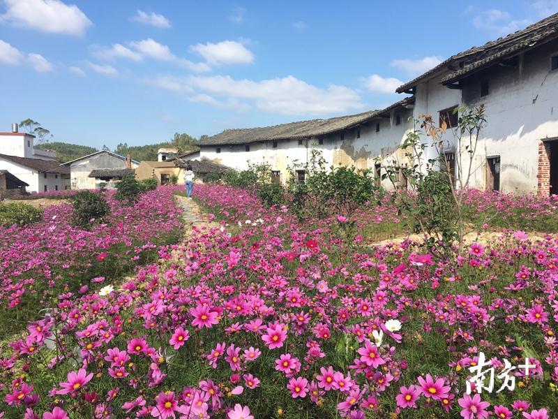 在佛冈县迳头镇甲名村，格桑花盛开。程浩 摄