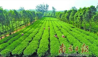 “2020第二届中国·英德红茶头采节”主会场设立在八百秀才茶园内。 “2020第二届中国·英德红茶头采节”主会场设立在八百秀才茶园内。