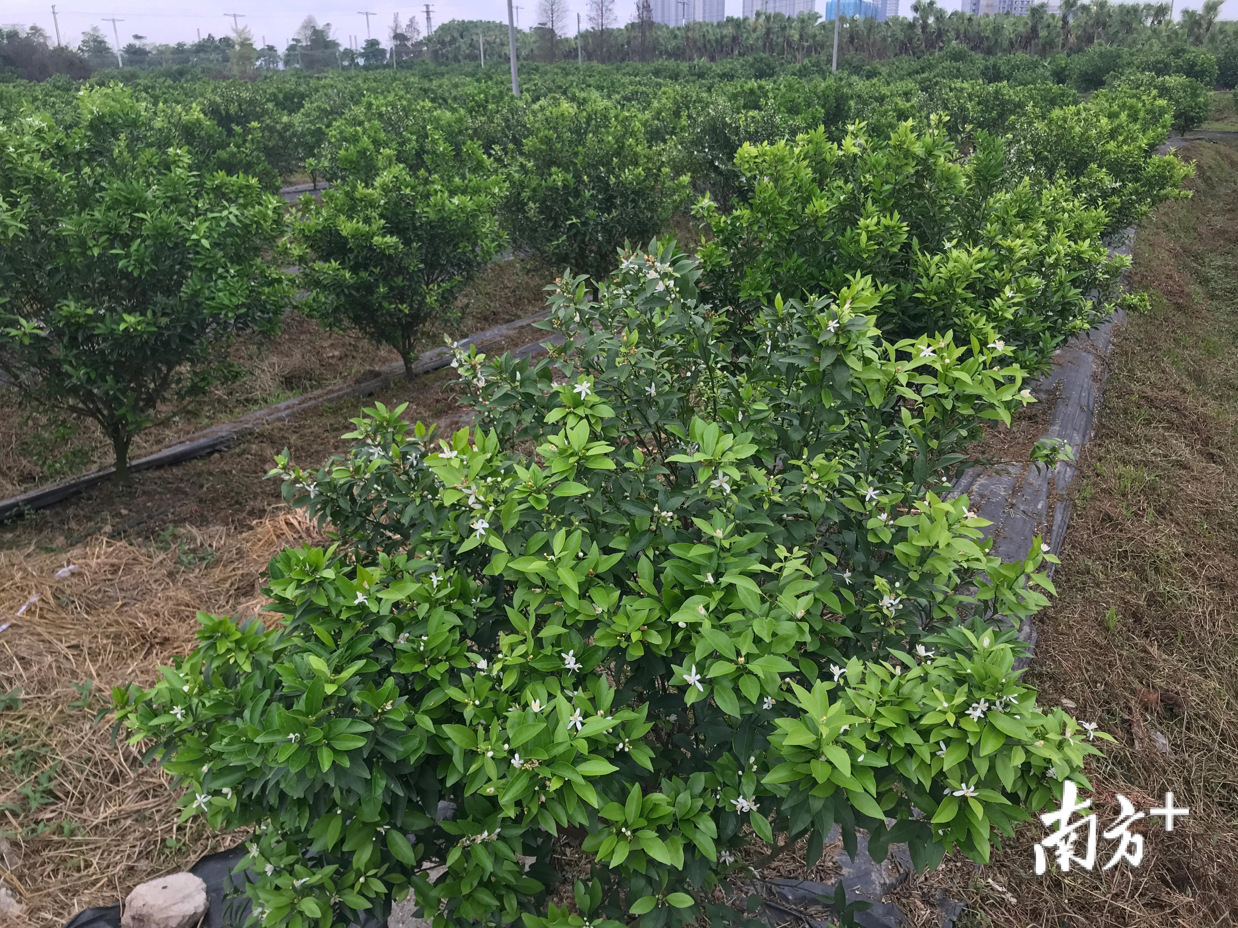 陈柏新打理的柑园已经完成保花工作。李霭莹摄 陈柏新打理的柑园已经完成保花工作。李霭莹摄